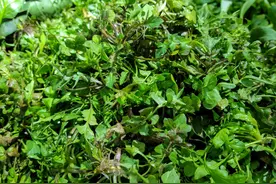 春天是吃荠菜的好时节，别总是饺子，教你新鲜吃法，错过要等明年图片