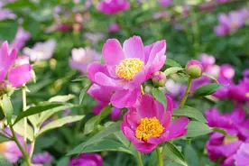 芍药为什么叫鬼花图片