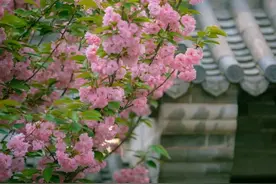 云游枣庄 | 春色“撩”人！云赏花来袭！图片