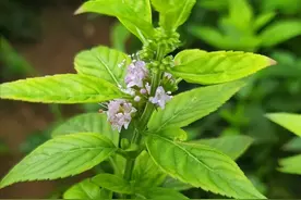 药用薄荷与其它薄荷的区別图片