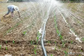 好消息：2022年粮补将发！每亩能领多少钱？6种情况不再补贴图片