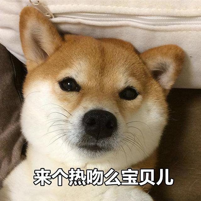 被“宠着长大”的狗,这几个特征很明显