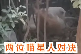 咱们庄里两位喵星人高手对决，我喊他们别打了一点用也没有图片