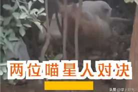 咱们庄里两位喵星人高手对决，我喊他们别打了一点用也没有图片