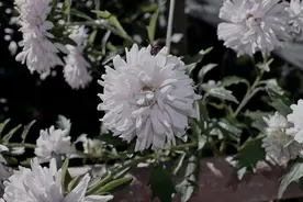 上海市2023年机关事业单位退休人员死亡待遇是多少？比去年高吗？图片