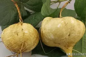 凉薯什么时候可以播种，细说凉薯的种植时间及管理方法图片