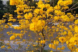 黄花风玲木图片