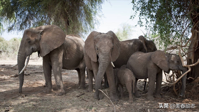 盘点非洲10大危险动物，为何狮群被集体团灭？谁才是非洲王者？