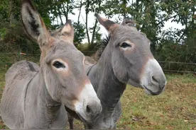 马很多方面都比驴强，为何至今无法取代驴？驴到底有何特殊能力？图片