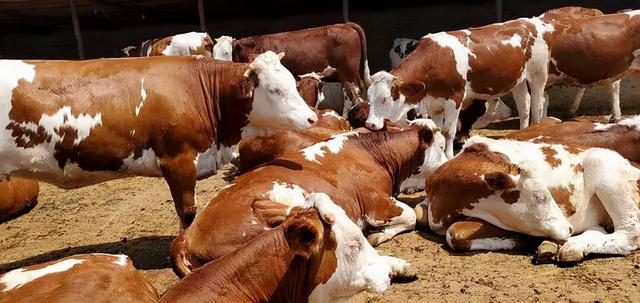 牛流产的原因是什么？牛流产后恢复用什么药？本文为您讲解