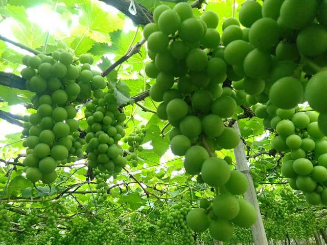 植物防冻伤、提高抗寒能力，这样管理