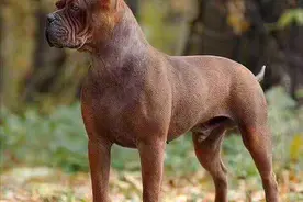 “川东猎犬”——猎犬之王，真正的国产骄傲图片