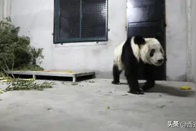 技术贴！“丫丫”“萌兰”“花花”……怎么区分这么多熊猫到底谁是谁？图片
