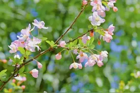 一首纳兰词，写清世间的遗憾和真相，看得到的开始，猜不透的结局图片