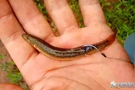 泥鳅做鱼饵正确的钓法图片