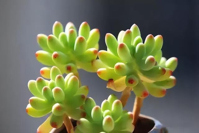 270种常见多肉图谱，一分钟认全！