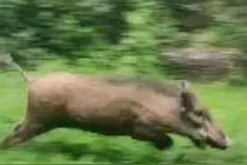 野猪误闯北京一小区，目前还没抓到！专家：碰到它这样做图片