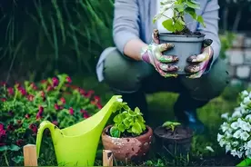 养花除虫“小偏方”，民间的5个土方法，不喷药也能把虫子赶走图片