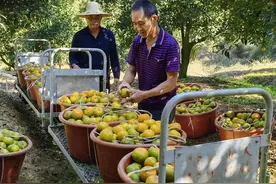 桔时已到 柑好遇见你丨福建长泰青年果场：芦柑坐上小“火车” “柑”甜又高效图片