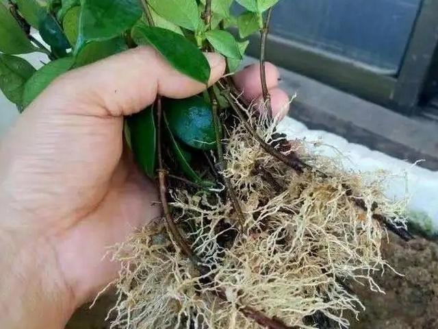 生根粉是一种广谱,高效,复合型植物生长调节剂,应用广泛