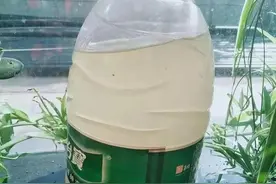 4种“小垃圾”，淘米水中泡一泡，肥力翻倍，拿来浇花盆盆爆花图片