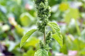 细数那些可怕的外来入侵植物（4）——刺苋图片