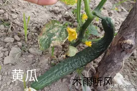 不用化肥，种出优质蔬菜，用这几种肥料产量高质量好，病害少？图片