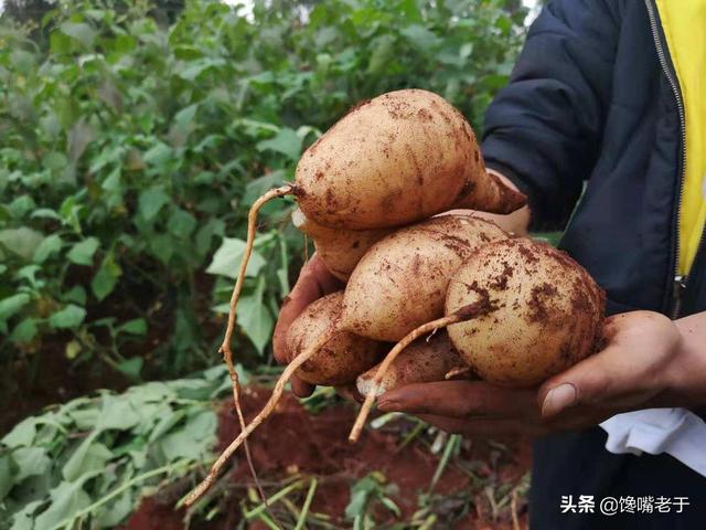 寤鸿涓€佸勾浜猴細杩囧勾涔版按鏋滐紝杩?绉嶅彲浠ユ斁蹇冨悆锛屼綆绯栧ソ鍚冭惀鍏婚珮