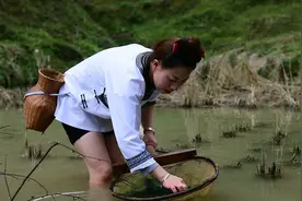 春天里的美食：稻田的“青苔”也能做菜吃图片