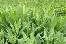 养鹅种什么草？苦荬菜效益好，一年收割5茬，鹅吃增重快，产蛋多图片