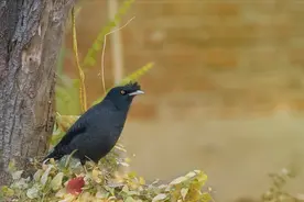 湖南一只八哥无视其他人，只向父子俩头顶浇粪，吓得爷俩不敢出门图片