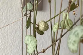 7种和爱之蔓一样浪漫的垂盆植物，适合养朝东窗台上图片