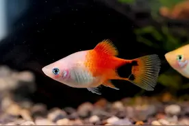 4种皮实好养的小鱼，都非常好养，新手养鱼就选它们图片