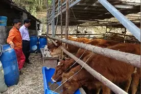 肉牛“四喂”增重快图片