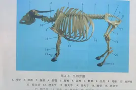 运动系统 骨 骨连结畜牧兽医证书考试试题内容图片