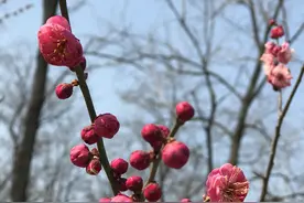 春天来了，我们看到了她，我们听见了她，我们闻到了她……图片