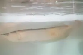 美丽而温顺的银龙鱼图片