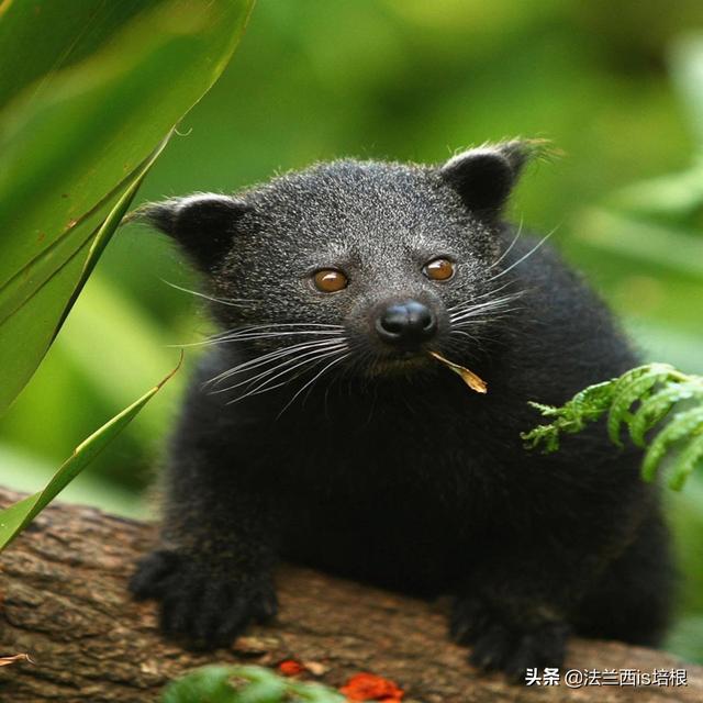 临沧出现罕见的山海经神兽，像猫又像熊，身上散发糯米饭的香甜味