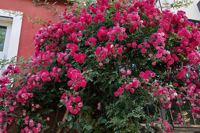 家里阳台种植蔷薇可以吗（有庭院）