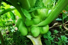 终于，乌江榨菜贵成了我吃不起的样子图片