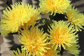 迁坟的禁忌与讲究，需要注意什么？-明月网图片