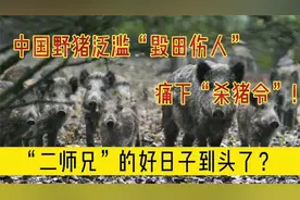 多地下“杀猪令”，拟被踢出“三有动物”，野猪在“作”什么？图片