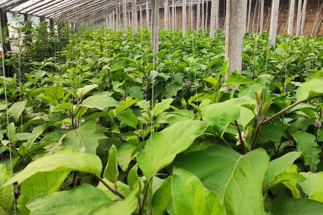 植物防冻伤、提高抗寒能力，这样管理