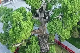 民间故事一古柏传说图片