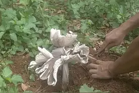 哇塞！文山一村委会院子里长出大鸡枞！图片