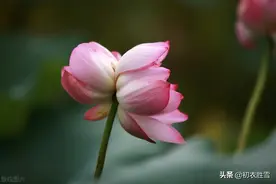 南北朝民歌《读曲词》七首：深情热烈，慷慨绵长的莲花爱情图片