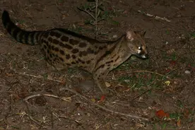 广东韶关发现“东方蓑猫”，沿着墙壁往上爬，行动敏捷宛如小豹子图片