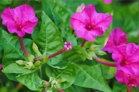 农村一种常见的野花，以前农村娃把它当玩具，殊不知价值好珍贵图片