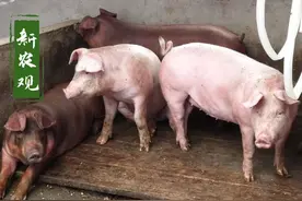德国再次爆发猪瘟，中国等大买家或继续维持禁令！邻国也开始担忧图片