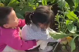 ​真人版拔萝卜，两萌娃“嘿呦嘿呦拔萝卜”图片